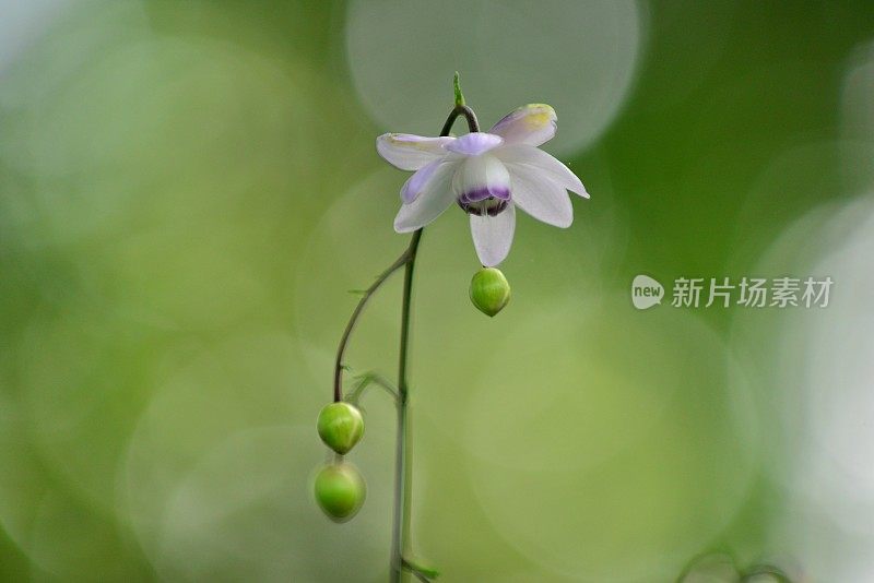 Anemonopsis macrophylla花